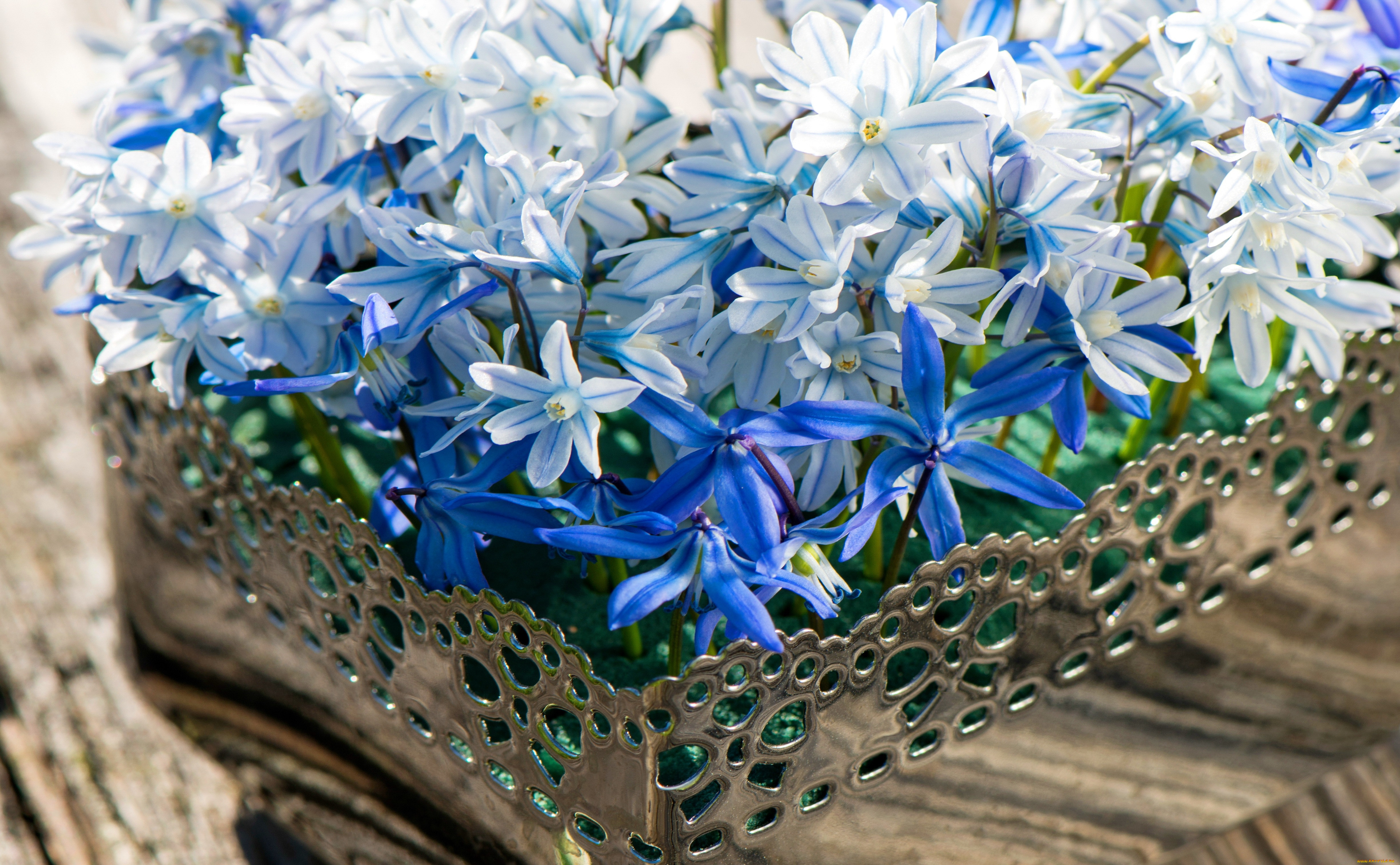 , , basket, wood, spring, flowers